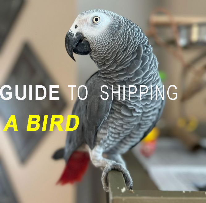 GUIDE-to-shipping-a-birt