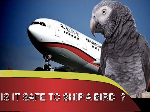 SHIPPING-SAFE